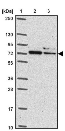 SAH3 Antibody, Novus Biologicals 0.1mL; Unlabeled:Antibodies, Polyclonal