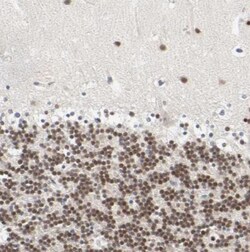 SALL2 Antibody, Novus Biologicals 0.1mL; Unlabeled:Antibodies, Polyclonal