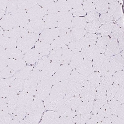 SAM68 Antibody, Novus Biologicals 0.1mL; Unlabeled:Antibodies, Polyclonal