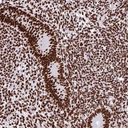 SAM68 Antibody, Novus Biologicals 25 &mu;L, Unlabeled:Antibodies, Polyclonal