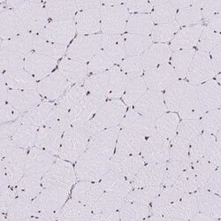 SAM68 Antibody, Novus Biologicals 25 &mu;L, Unlabeled:Antibodies, Polyclonal