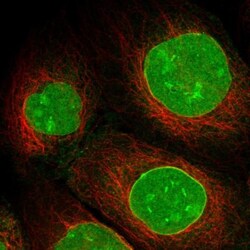 SAMD15 Antibody, Novus Biologicals 25 &mu;L | Buy Online | Novus Biologicals | Fisher Scientific