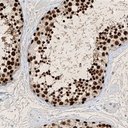 SAMD15 Antibody, Novus Biologicals 25 &mu;L | Buy Online | Novus Biologicals | Fisher Scientific