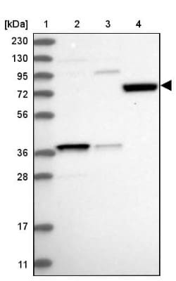 SAMD15 Antibody, Novus Biologicals 0.1mL; Unlabeled:Antibodies, Polyclonal