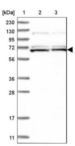 SAMD15 Antibody, Novus Biologicals 25 &mu;L | Buy Online | Novus Biologicals | Fisher Scientific