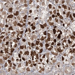SAMD3 Antibody, Novus Biologicals 0.1mL; Unlabeled:Antibodies, Polyclonal