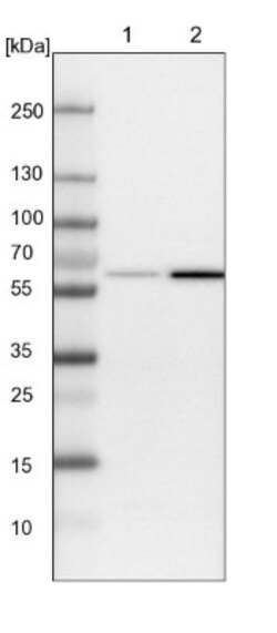 SAMD3 Antibody, Novus Biologicals 0.1mL; Unlabeled:Antibodies, Polyclonal