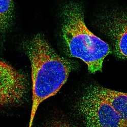 SAMD9L Antibody, Novus Biologicals:Antibodies:Primary Antibodies