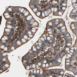 SAMD9L Antibody, Novus Biologicals:Antibodies:Primary Antibodies