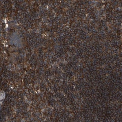 SAMD9L Antibody, Novus Biologicals:Antibodies:Primary Antibodies
