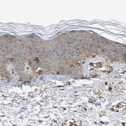 SAMD9L Antibody, Novus Biologicals:Antibodies:Primary Antibodies