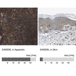SAMD9L Antibody, Novus Biologicals:Antibodies:Primary Antibodies
