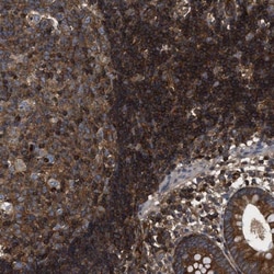 SAMD9L Antibody, Novus Biologicals:Antibodies:Primary Antibodies