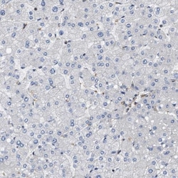 SAMD9L Antibody, Novus Biologicals:Antibodies:Primary Antibodies