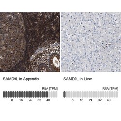 SAMD9L Antibody, Novus Biologicals:Antibodies:Primary Antibodies