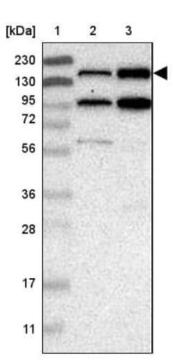 SAMD9L Antibody, Novus Biologicals:Antibodies:Primary Antibodies