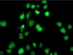 SAMHD1 Antibody (OTI3F5), Novus Biologicals 0.1mL; Unlabeled:Antibodies,