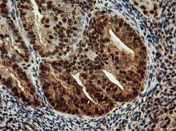 SAMHD1 Antibody (OTI3F5), Novus Biologicals 0.1mL; Unlabeled:Antibodies,