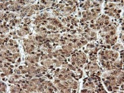 SAMHD1 Antibody (OTI3F5), Novus Biologicals 0.1mL; Unlabeled:Antibodies,