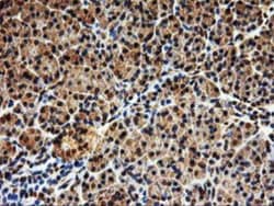 SAMHD1 Antibody (OTI3F5), Novus Biologicals 0.1mL; Unlabeled:Antibodies,