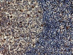 SAMHD1 Antibody (OTI3F5), Novus Biologicals 0.1mL; Unlabeled:Antibodies,