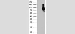 SAMHD1 Antibody (OTI3F5), Novus Biologicals 0.1mL; Unlabeled:Antibodies,