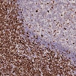 SAMHD1 Antibody, Novus Biologicals 25 &mu;L; Unlabeled:Antibodies, Polyclonal