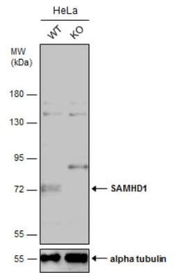 SAMHD1 Antibody, Novus Biologicals 0.1mL; Unlabeled:Antibodies, Polyclonal