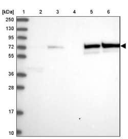 SAMHD1 Antibody, Novus Biologicals 25 &mu;L; Unlabeled:Antibodies, Polyclonal