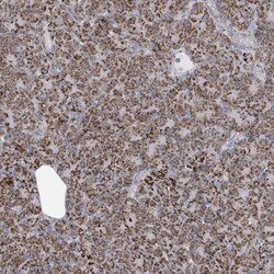 SAMM50 Antibody, Novus Biologicals:Antibodies:Primary Antibodies
