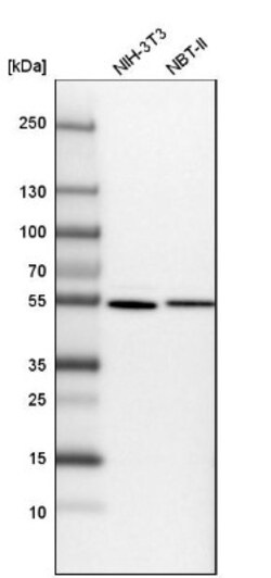 SAMM50 Antibody, Novus Biologicals:Antibodies:Primary Antibodies
