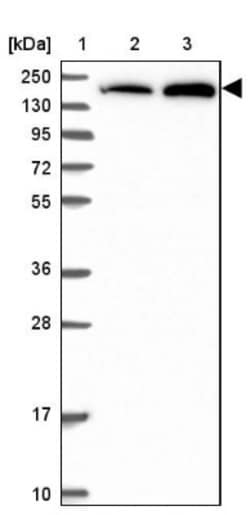 SAP155 Antibody, Novus Biologicals 25 &mu;L; Unlabeled:Antibodies, Polyclonal