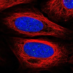 SAP25 Antibody, Novus Biologicals:Antibodies:Primary Antibodies