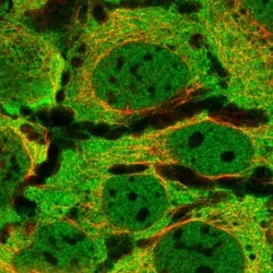 SAPS3 Antibody, Novus Biologicals:Antibodies:Primary Antibodies