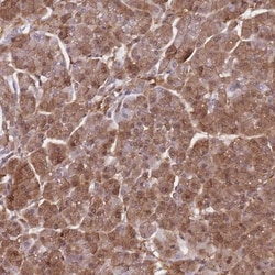 SAPS3 Antibody, Novus Biologicals:Antibodies:Primary Antibodies