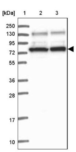 SAPS3 Antibody, Novus Biologicals 0.1mL; Unlabeled:Antibodies, Polyclonal