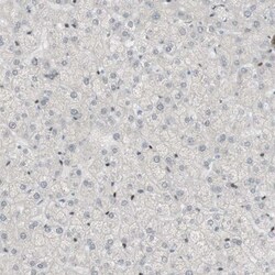 SARG Antibody, Novus Biologicals 0.1mL; Unlabeled:Antibodies, Polyclonal