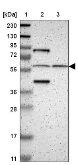 SARG Antibody, Novus Biologicals 0.1mL; Unlabeled:Antibodies, Polyclonal