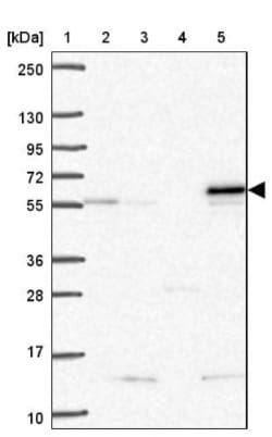 SARS2 Antibody, Novus Biologicals:Antibodies:Primary Antibodies