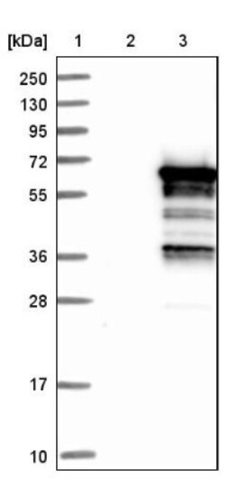 SASH3 Antibody, Novus Biologicals 0.1mL; Unlabeled:Antibodies, Polyclonal