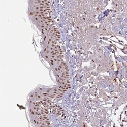 SC35 Antibody, Novus Biologicals 0.1 mL | Buy Online | Novus Biologicals | Fisher Scientific
