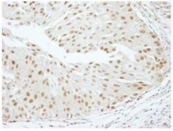 SCAF8/RBM16 Antibody, Novus Biologicals 0.1mL; Unlabeled:Antibodies, Polyclonal