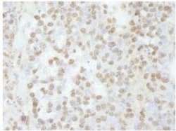 SCAF8/RBM16 Antibody, Novus Biologicals 0.1mL; Unlabeled:Antibodies, Polyclonal