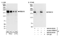SCAF8/RBM16 Antibody, Novus Biologicals 0.1mL; Unlabeled:Antibodies, Polyclonal
