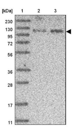 SCAF8/RBM16 Antibody, Novus Biologicals 0.1mL; Unlabeled:Antibodies, Polyclonal