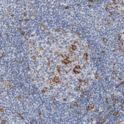 SCAP2 Antibody, Novus Biologicals 0.1 mL | Buy Online | Novus Biologicals | Fisher Scientific
