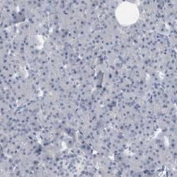SCAP2 Antibody, Novus Biologicals 0.1 mL | Buy Online | Novus Biologicals | Fisher Scientific