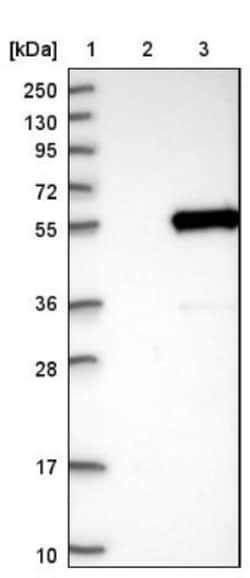SCAP2 Antibody, Novus Biologicals 0.1 mL | Buy Online | Novus Biologicals | Fisher Scientific