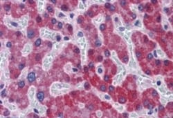 SCD-1 Antibody, Novus Biologicals 0.1mg; Unlabeled:Antibodies, Polyclonal
