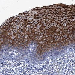 SCEL Antibody, Novus Biologicals 25 &mu;L; Unlabeled:Antibodies, Polyclonal